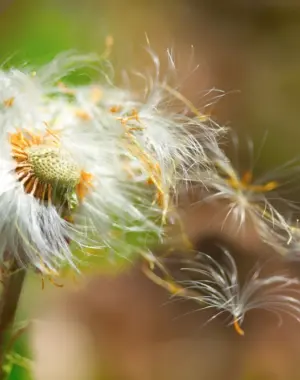 Weed Control