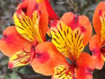 Herbaceous