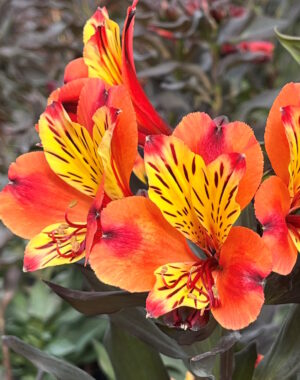 Herbaceous