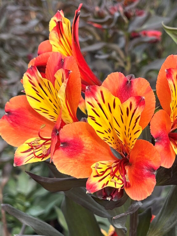 Alstroemeria