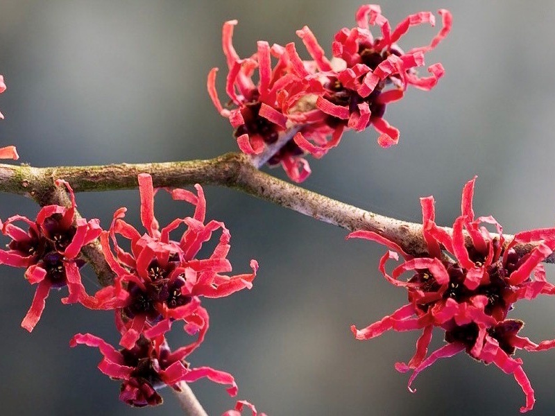 Hamamelis x intermedia 'Diane' 3L Pot