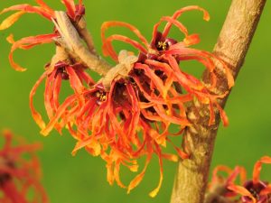 Hamamelis x intermedia 'Jelena'