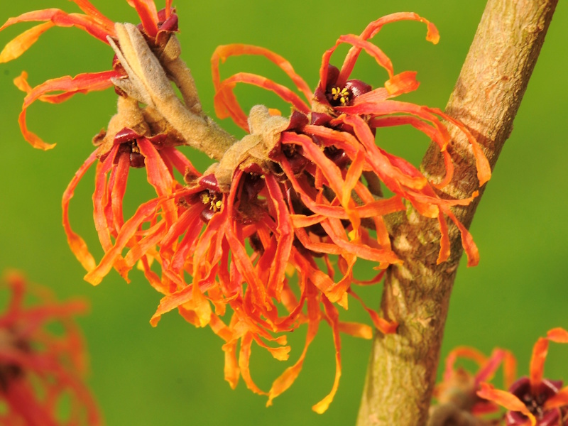 Hamamelis x intermedia 'Jelena'
