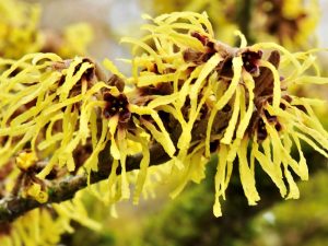 Hamamelis x intermedia 'Pallida' 10L