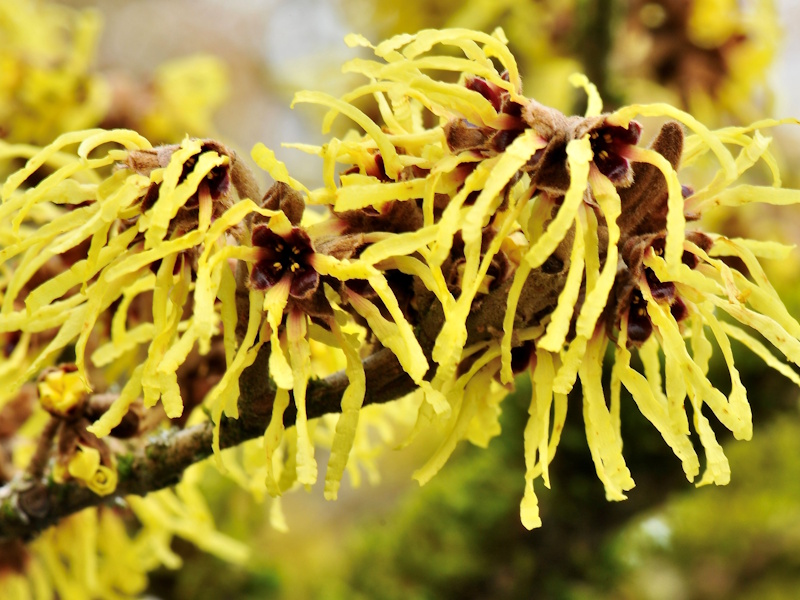 Hamamelis x intermedia 'Pallida' 4L