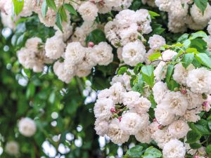 Rosa 'Felicite Et Perpetue' David Austin-0