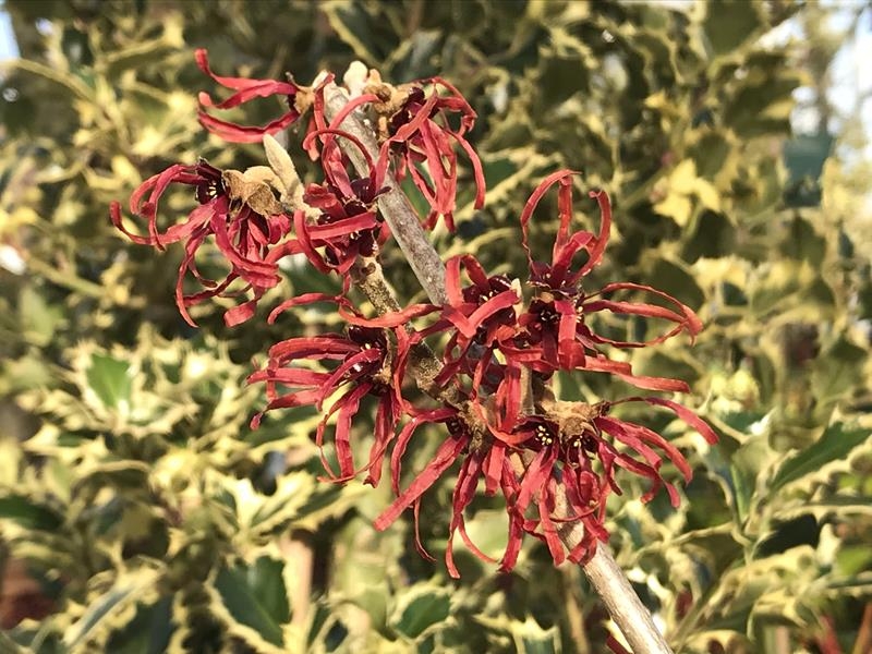 Hamamelis x intermedia 'Diane' 3L Pot-0