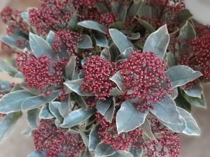 Skimmia japonica 'Perosa'-0