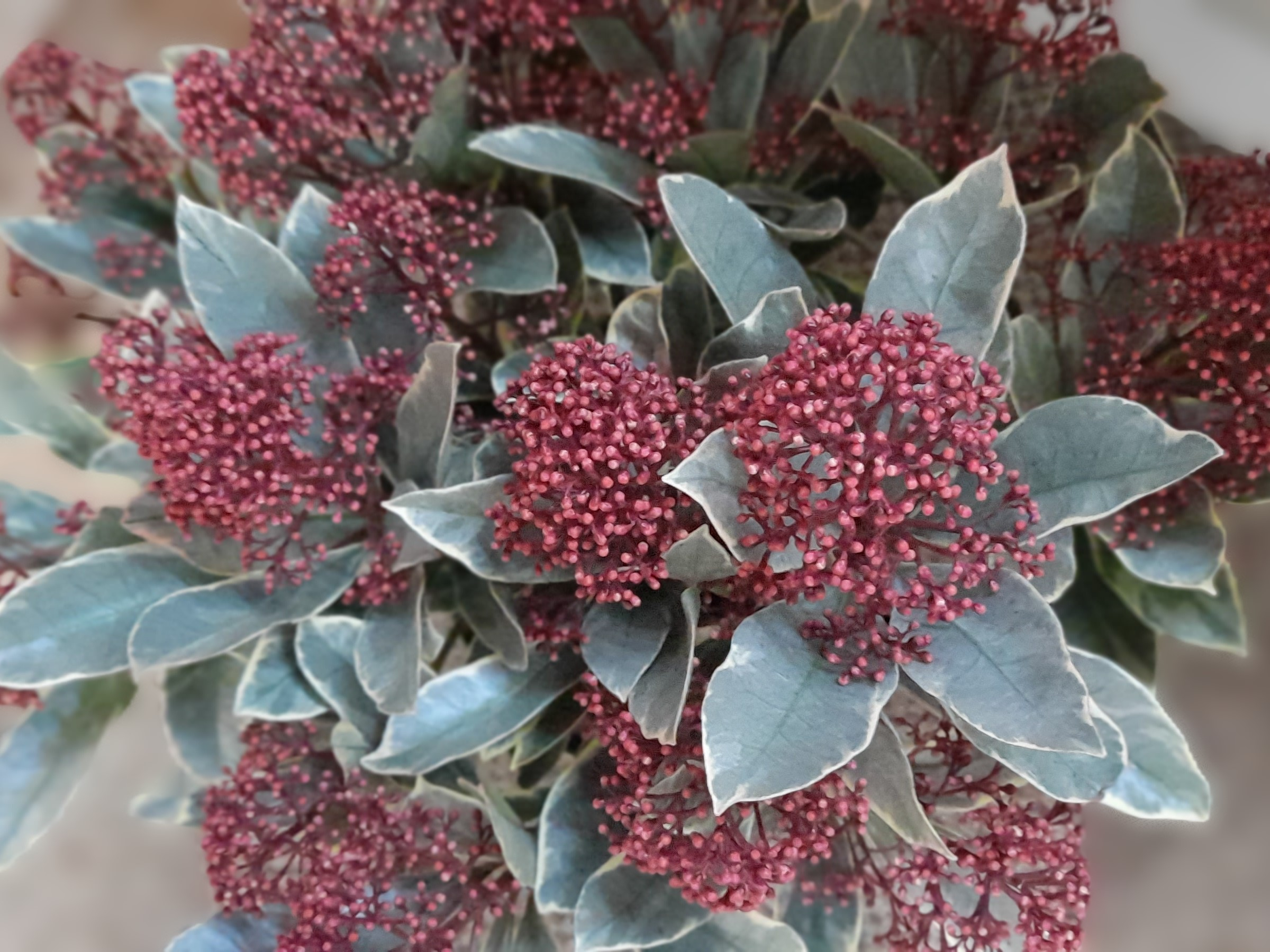 Skimmia japonica 'Perosa'-0
