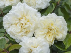 Rosa DA rambling 'Alberic Barbier'-0