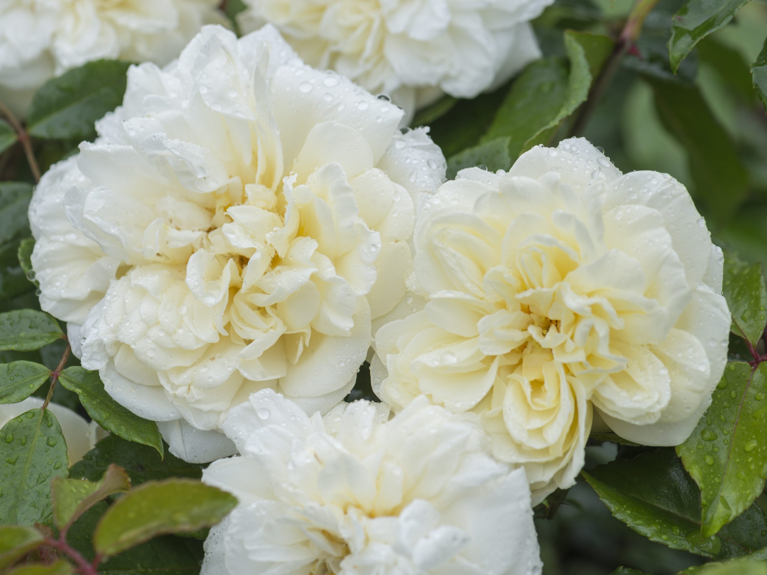 Rosa DA rambling 'Alberic Barbier'-0