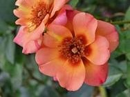 Rosa Flower Carpet 'Peach' (Noa813219)-0