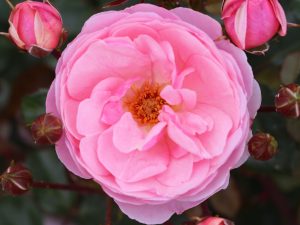Rosa Standard Darling (standard)-0