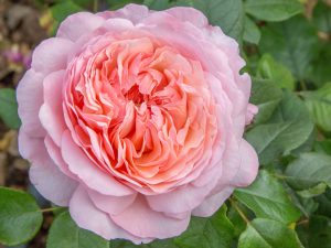 Rosa Hybrid Tea Sweet Romantica (Meiffable)-0