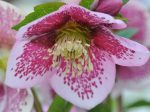 Hellebores