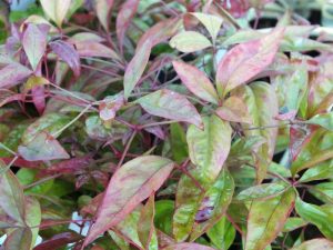 Nandina domestica 'Blush Pink' 5L-0