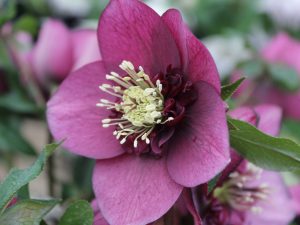 Helleborus x hybridus (Ashwood Garden Hybrids) Anemone Claret Shades