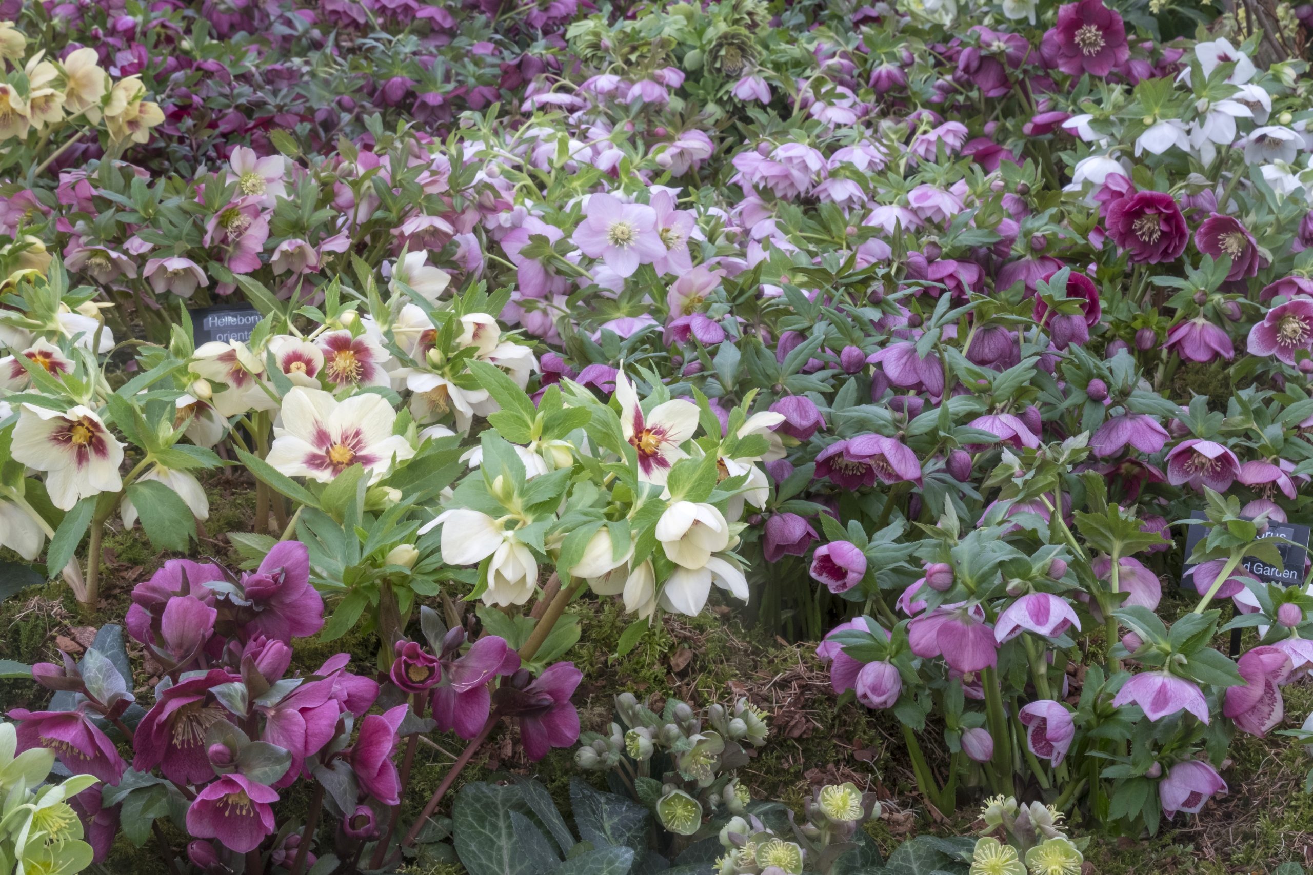 Award-winning hellebores, bred by Kevin, at RHS Chelsea 2018