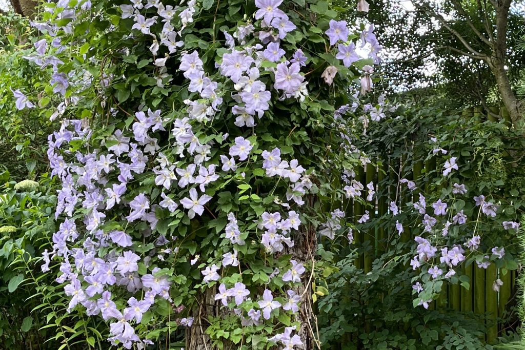 Climbing/Wall Plants