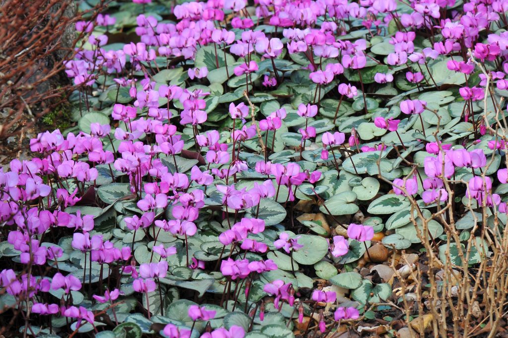 Cyclamen
