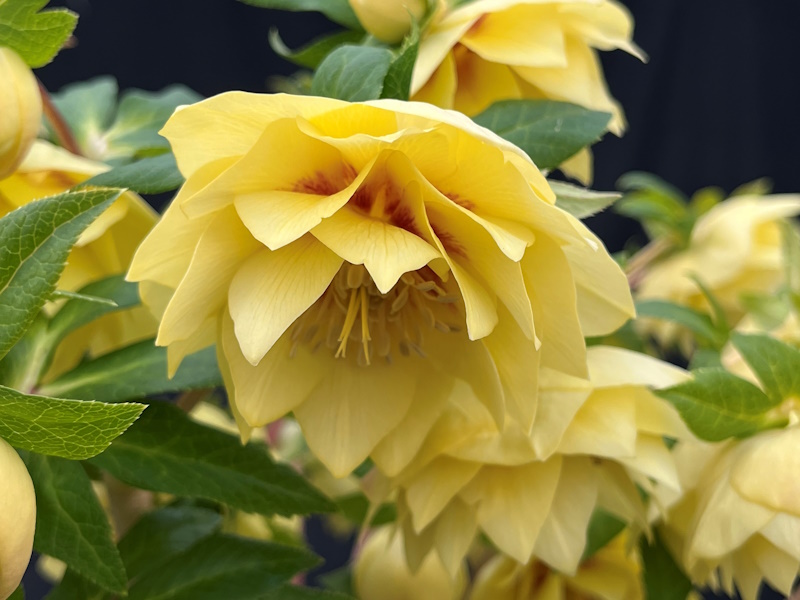 Helleborus x hybridus (Ashwood Evolution Group) Double Yellow, red flush