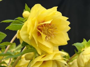 Helleborus x hybridus (Ashwood Evolution Group) Double Yellow, red flush