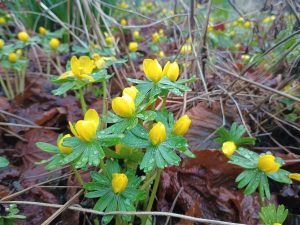 Eranthis hyemalis