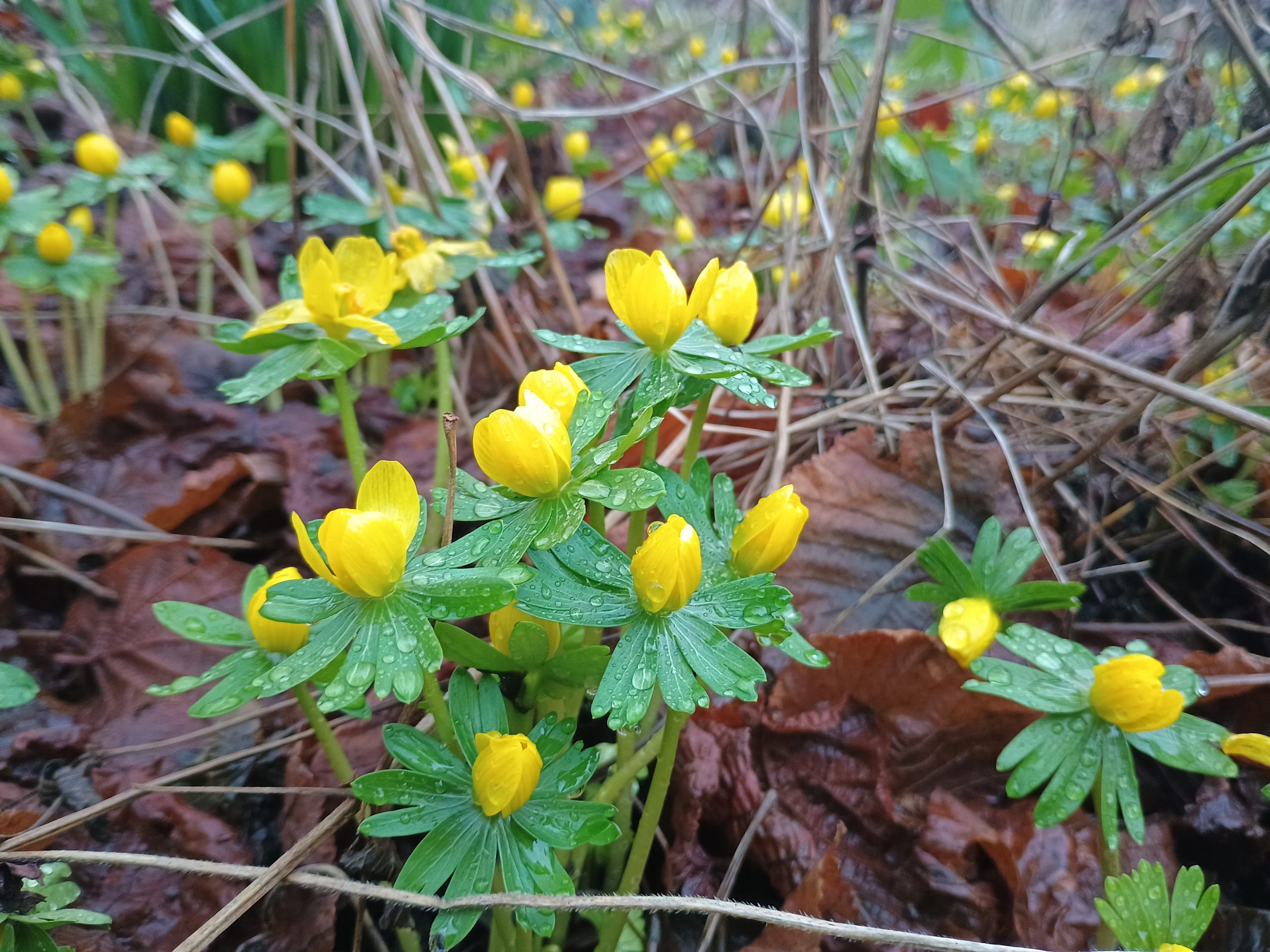 Eranthis hyemalis