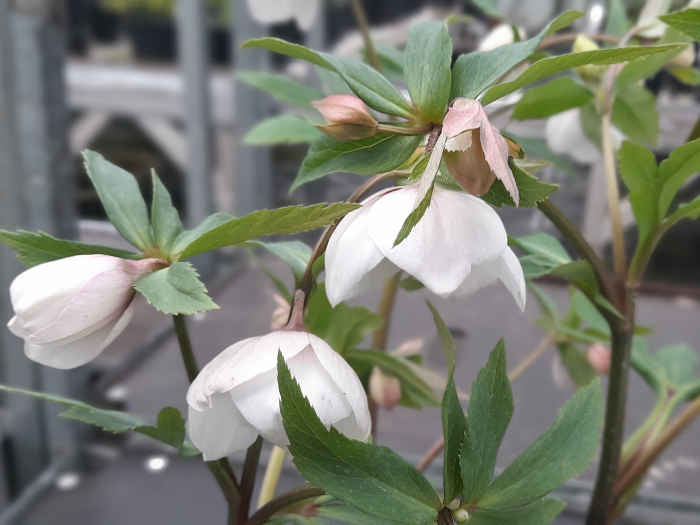 Helleborus x hybridus (Ashwood Profusion Hybrids) Red Flare