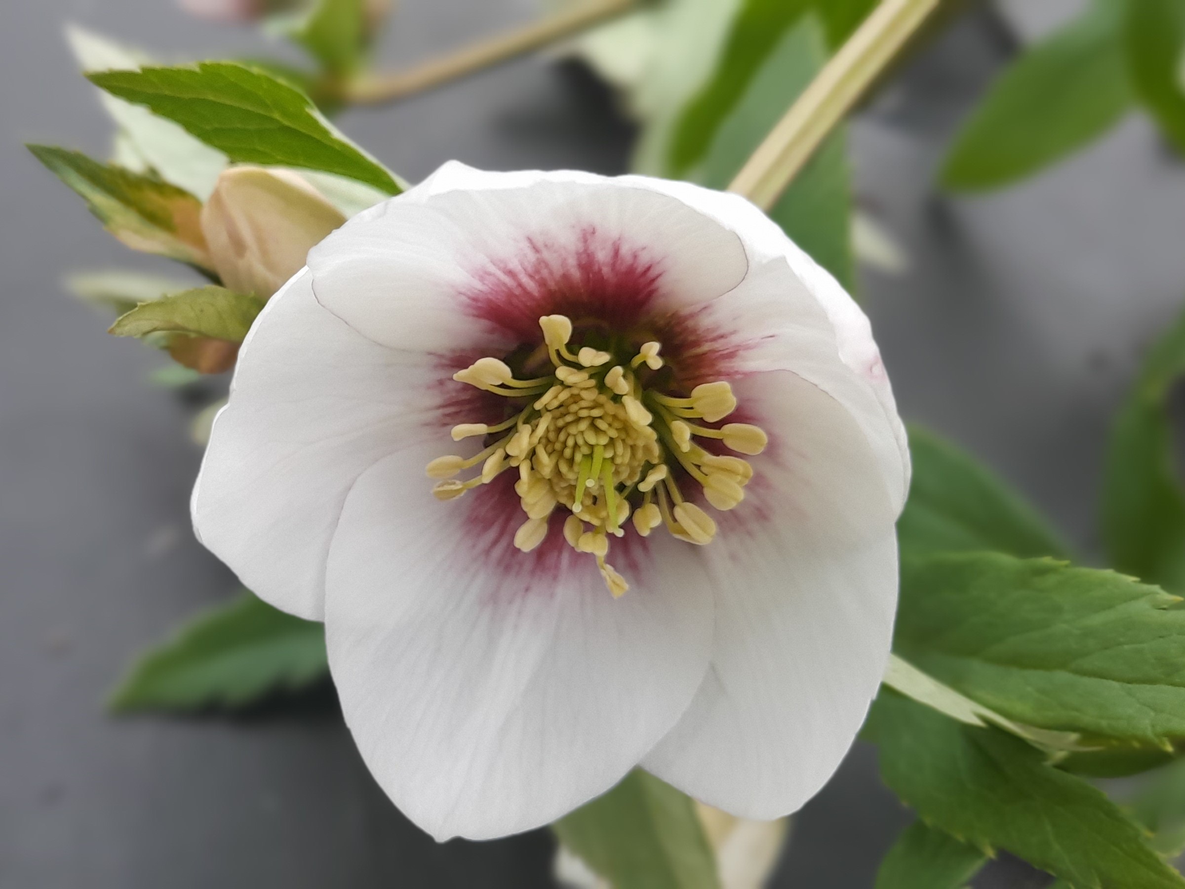 Helleborus x hybridus (Ashwood Profusion Hybrids) Red Flare