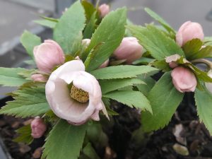 Helleborus x hybridus (Ashwood Profusion Hybrids) Apple Blossom