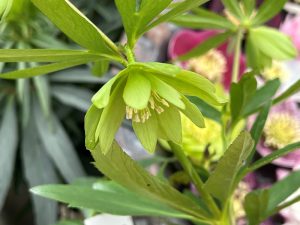 Helleborus dumetorum double form