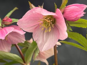 Helleborus x hybridus (Ashwood Profusion Hybrids) Pink