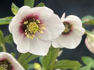 Helleborus x hybridus (Ashwood Profusion Hybrids) Red Flare