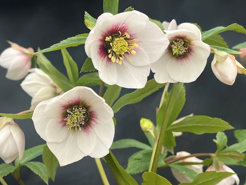 Helleborus x hybridus (Ashwood Profusion Hybrids) Red Flare