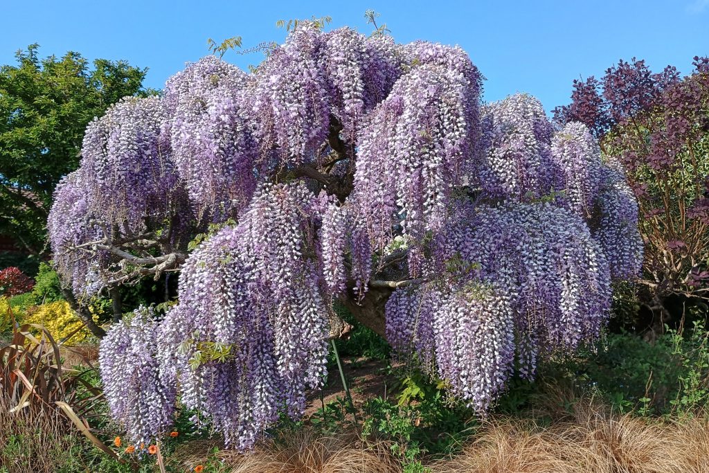 Wisteria
