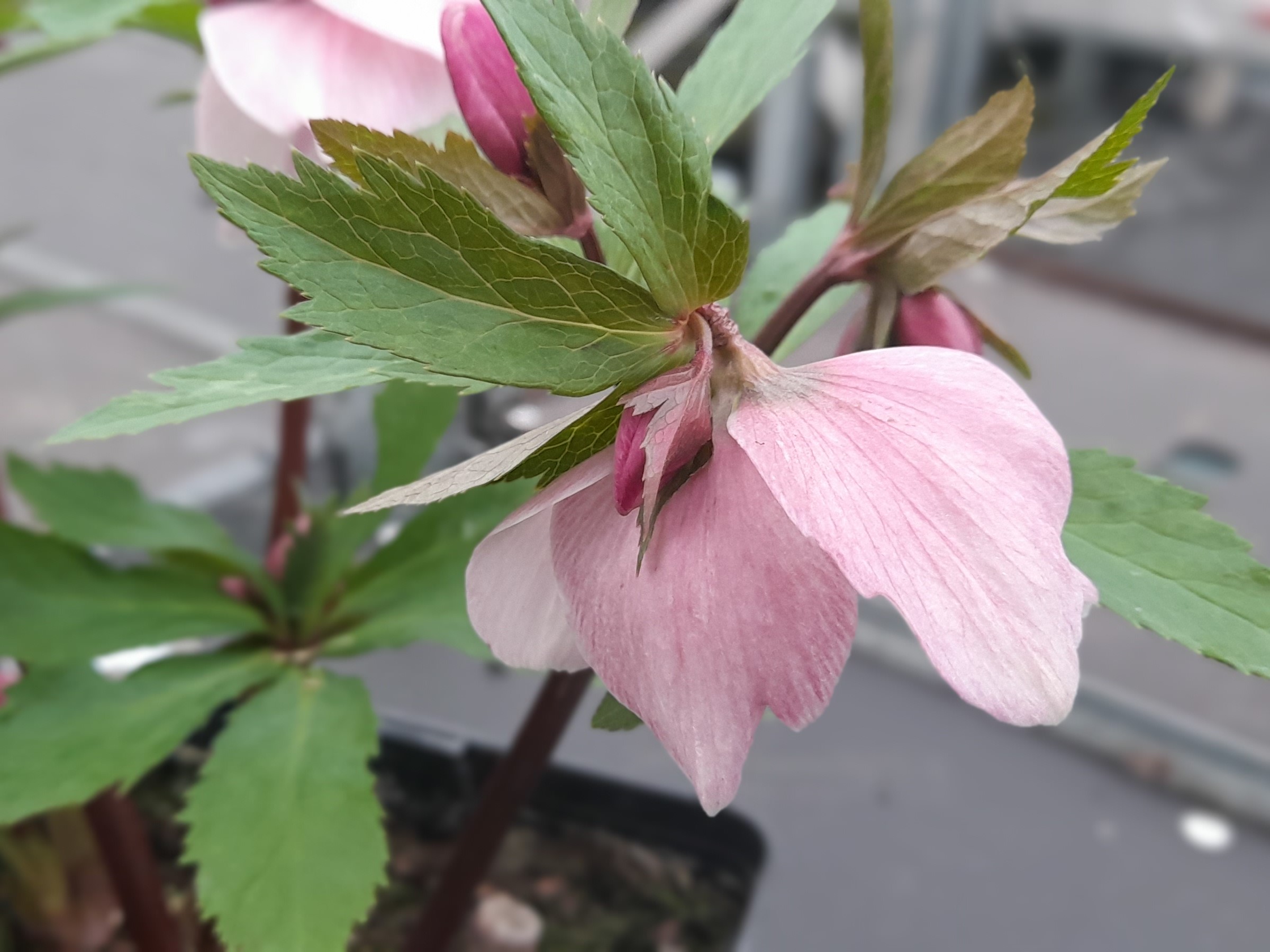 Helleborus x hybridus (Ashwood Profusion Hybrids) Pink