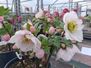 Helleborus x hybridus (Atlas Group) 'Mercury'