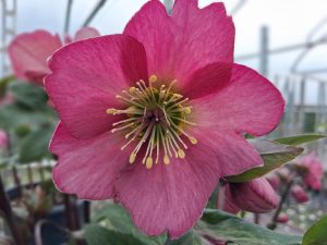 Helleborus x hybridus (Atlas Group) 'Flavonius'