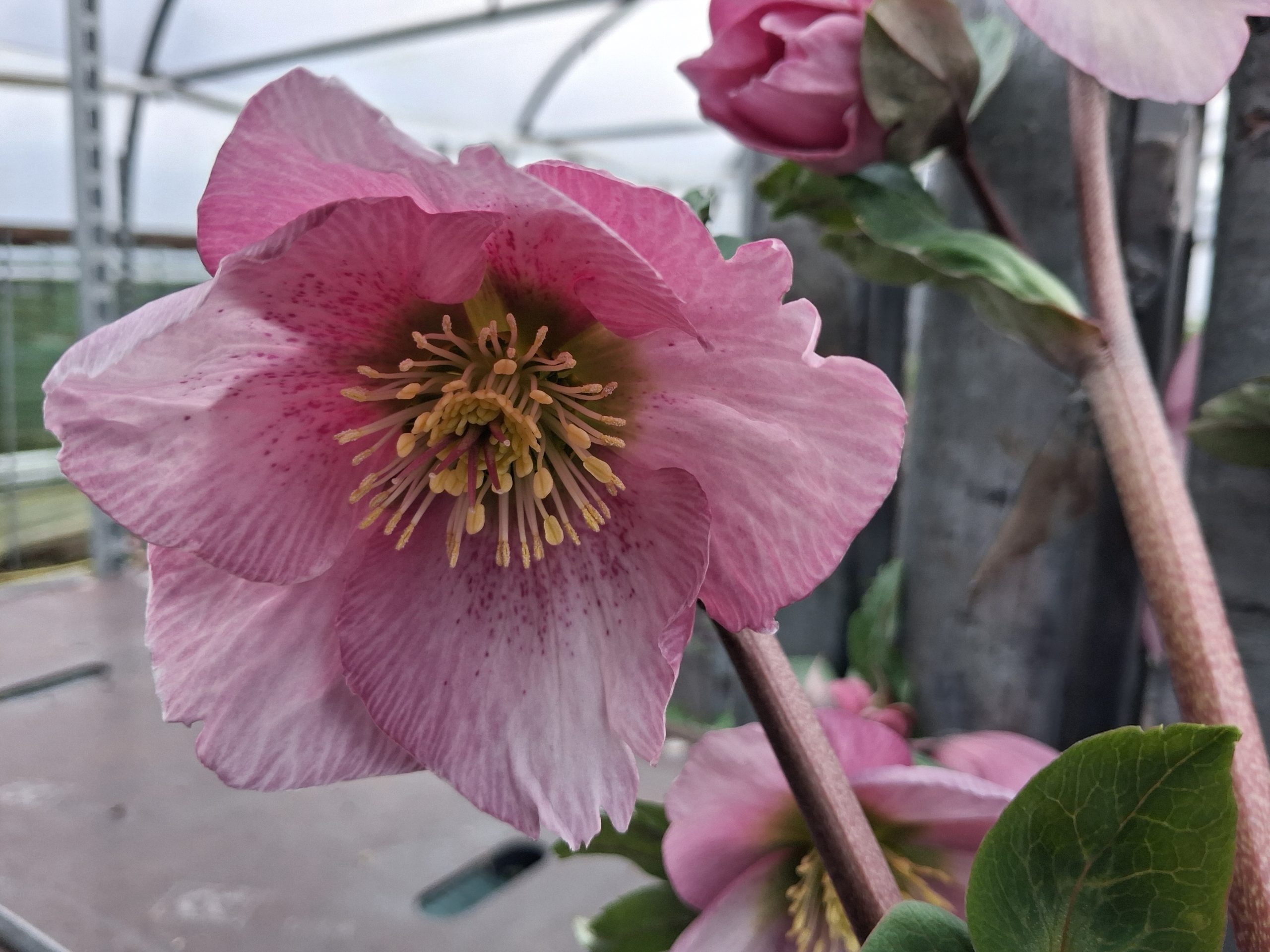 Helleborus x hybridus (Atlas Group) 'Pomona'