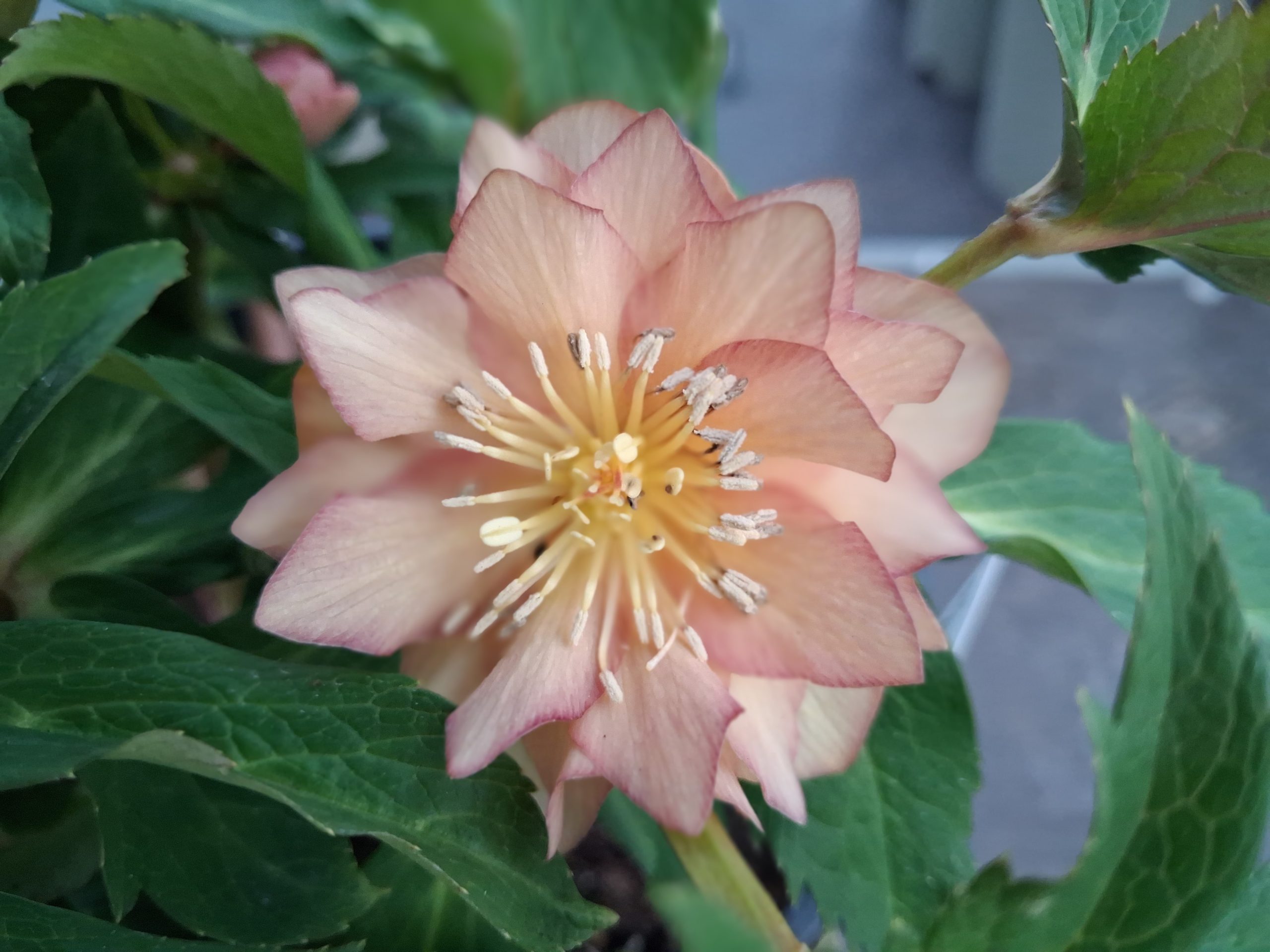 Helleborus x hybridus (Ashwood Evolution Group) Double Daybreak shades