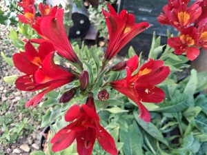 Alstroemeria Summer Paradise 'Summer Pepper'