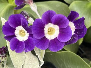 Primula auricula 'Angel Islington'