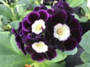 Primula auricula 'Blue Bonnet'