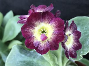 Primula auricula 'Carnival'