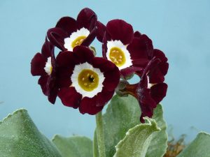 Primula auricula 'Cortina'