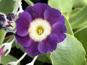 Primula auricula 'Dido'