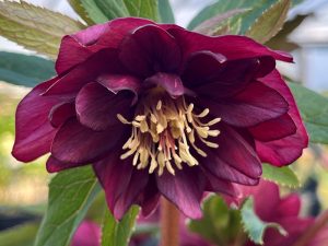 Helleborus x hybridus (Ashwood Evolution Group) Double Claret Shades