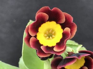 Primula auricula 'Eastern Promise'