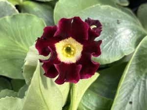 Primula auricula 'Eden Bramley'
